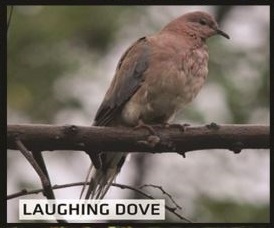 Laughing Dove